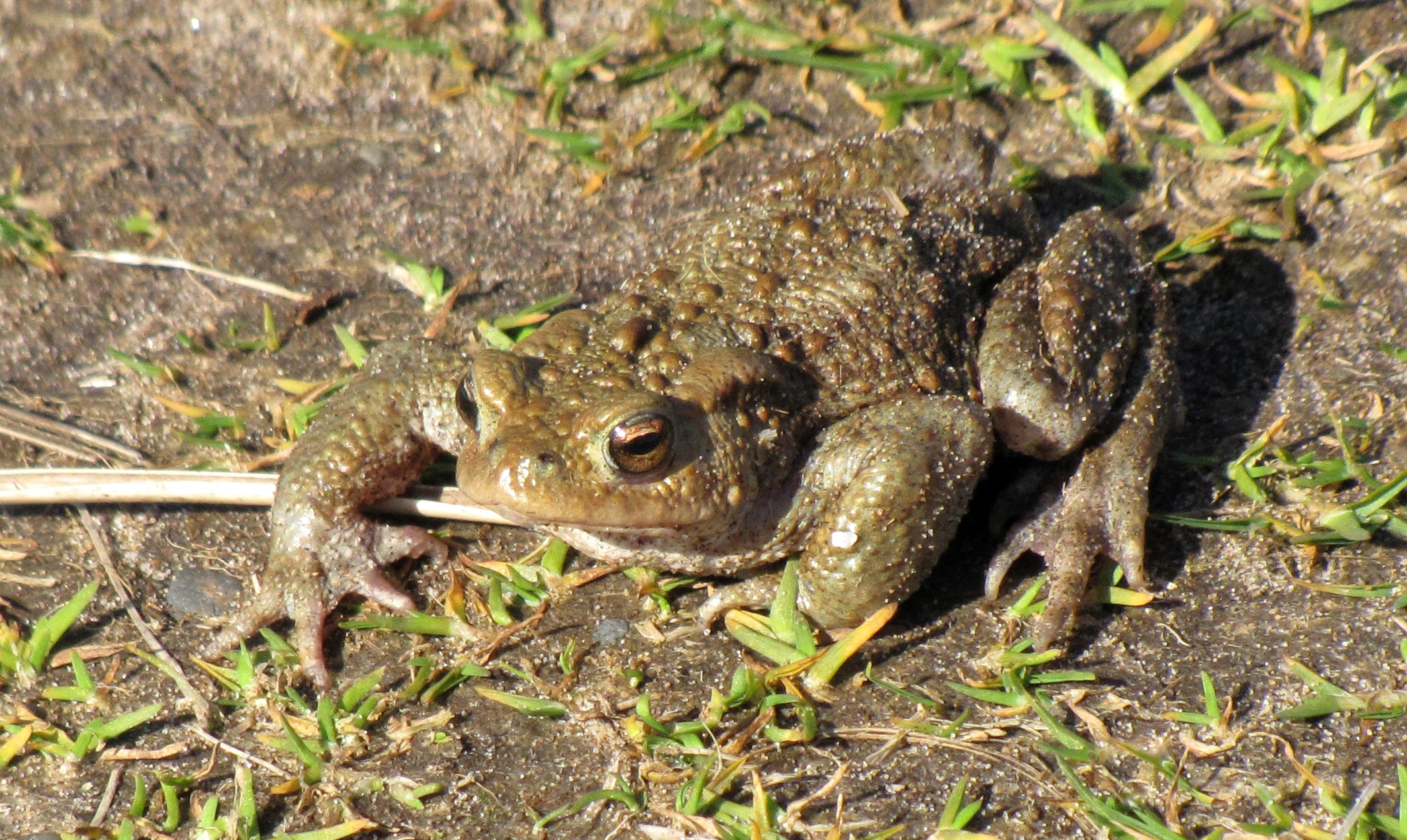 common-toad-walney