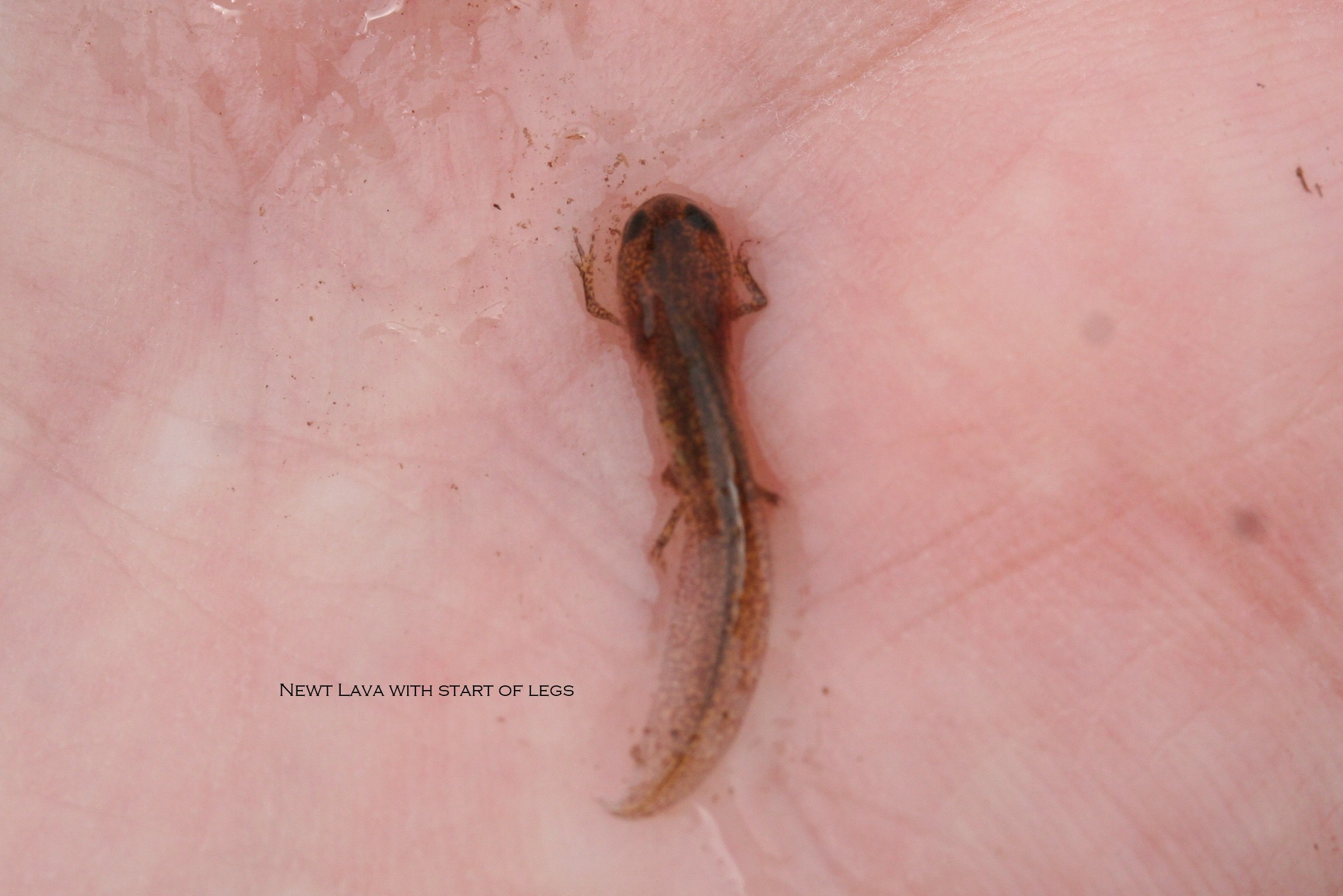 newt-lava-with-legs