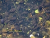 043-common-toad-tadpoles-1-3-6380a0ef7061573401edb0698586d7dbb8fc7a8c