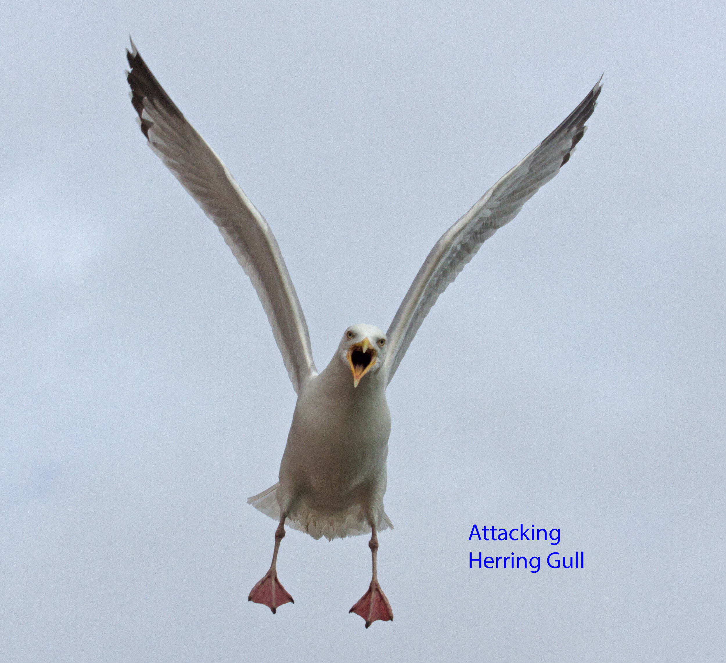 002-attacking-herring-gull-1-1-a405e9df6654a3d0182788211fd85a2574dd7726