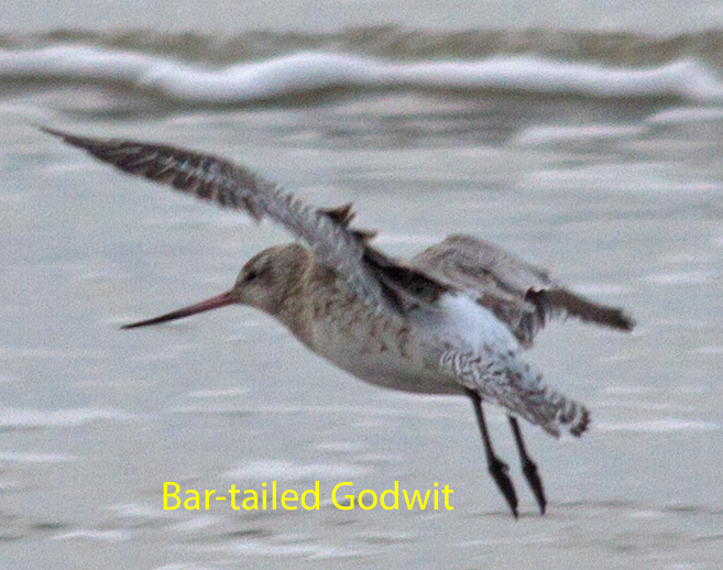 003-bar-tailed-godwit-in-flight-1-1-6143cd80260013298099631dc3584336f793a08f