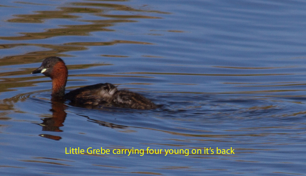 010-little-grebe-with-young-on-its-back-1-2-60e218d088602f86ba6ab5cbf397c2f8219a4328