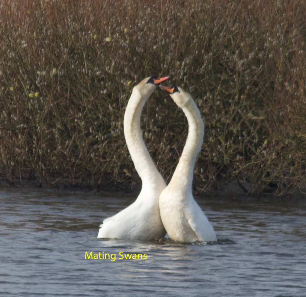 010-mating-swans-north-end-of-walney-1-1-f4995c0ac0fb4ca218d89fcae6bb198b44b94db5