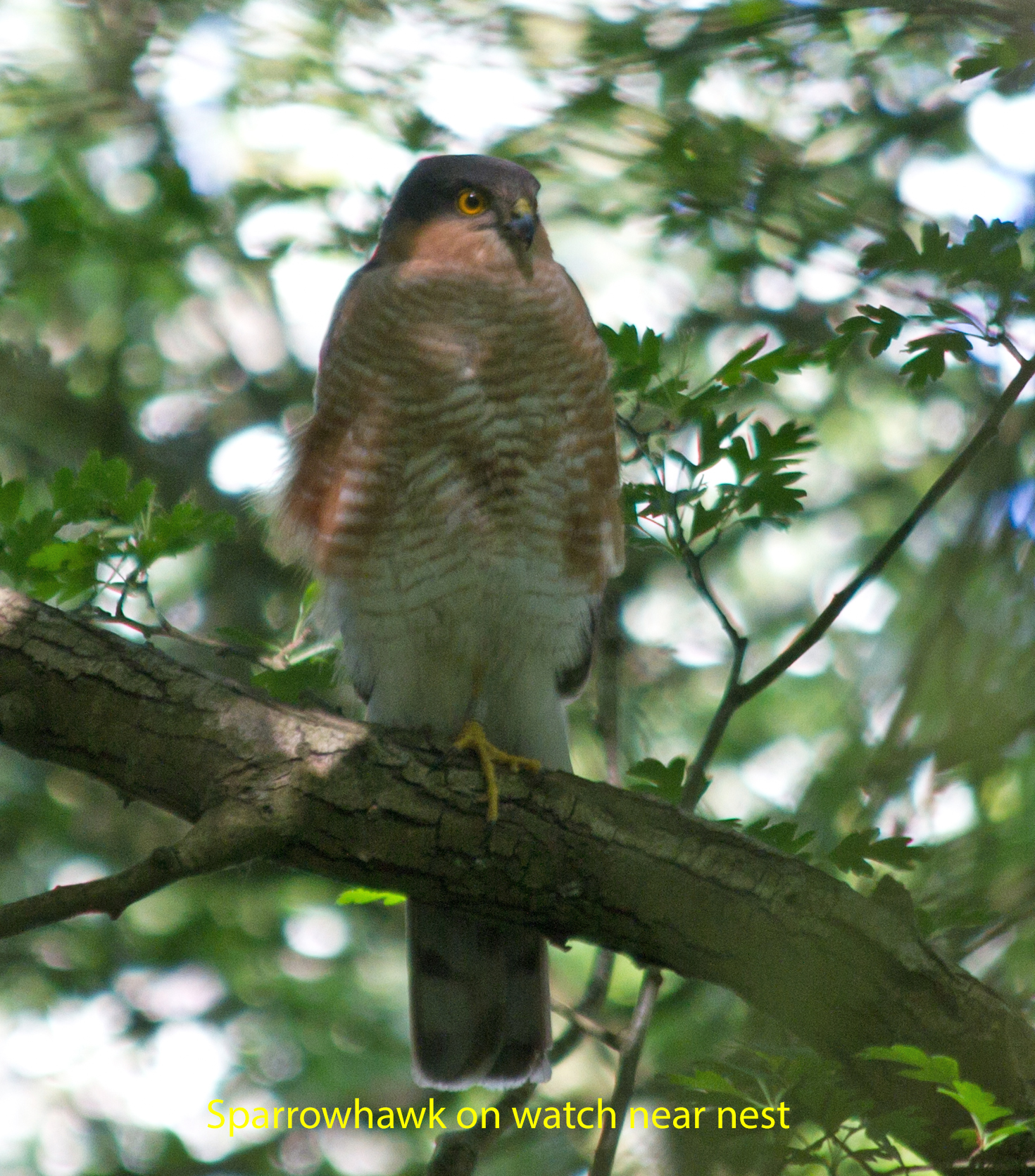 013-male-sparrow-hawk-on-watch-near-nest-1-1-7d77c0734b5d79154243c96a22324f65e03db725