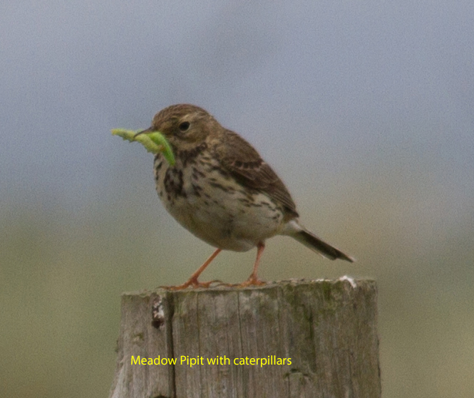 024-meadow-pipit-with-caterpillar-1-1-7ef9c74d494554aed3e81e3bfc4ebb4dc3eda702