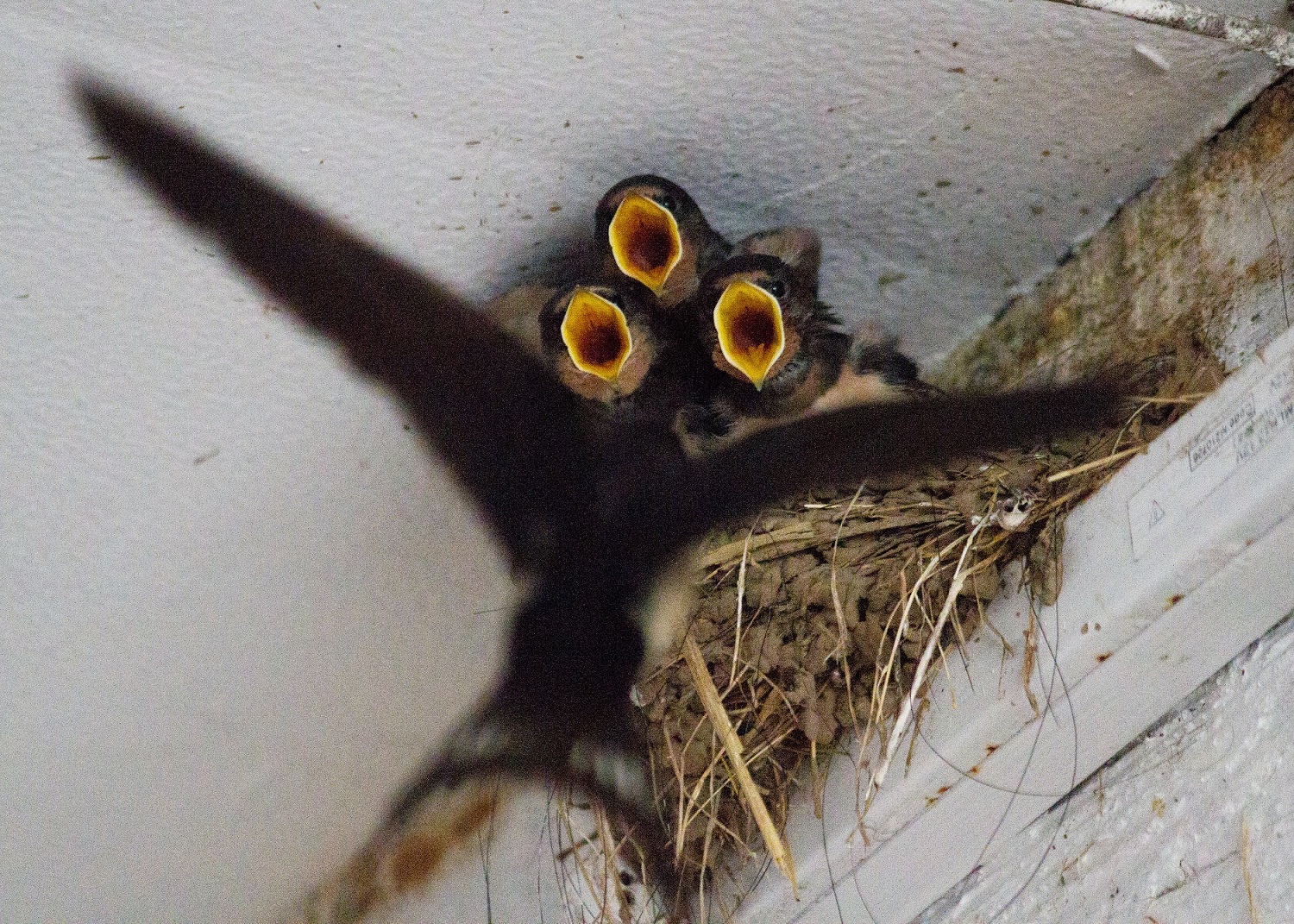043-young-swallows-about-to-be-fed