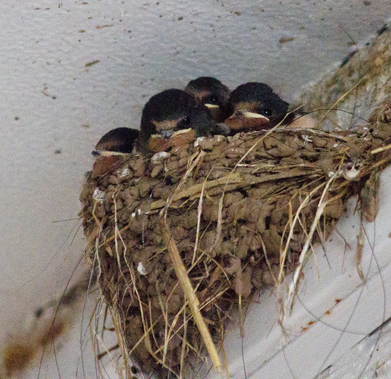 049-young-swallows-in-nest