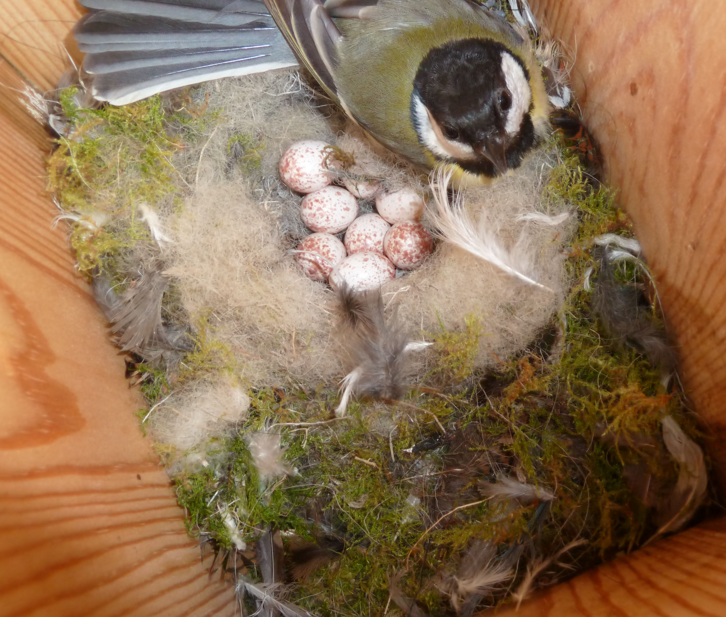 bird-box-no-5-great-tit-on-eggs