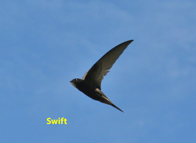 flying-swifts-june-2010-2-named-da88fdd5a4dffcfe456bac1d1736b57ea38fe16f