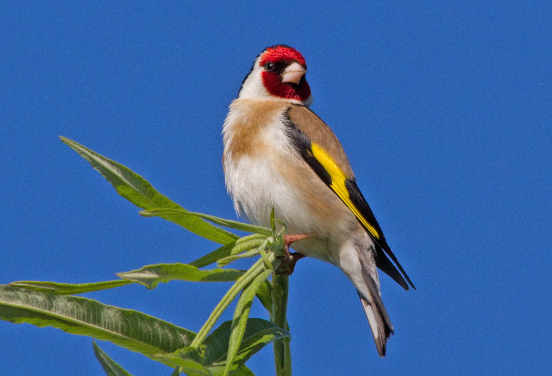 goldfinch-on-willow-june-2011