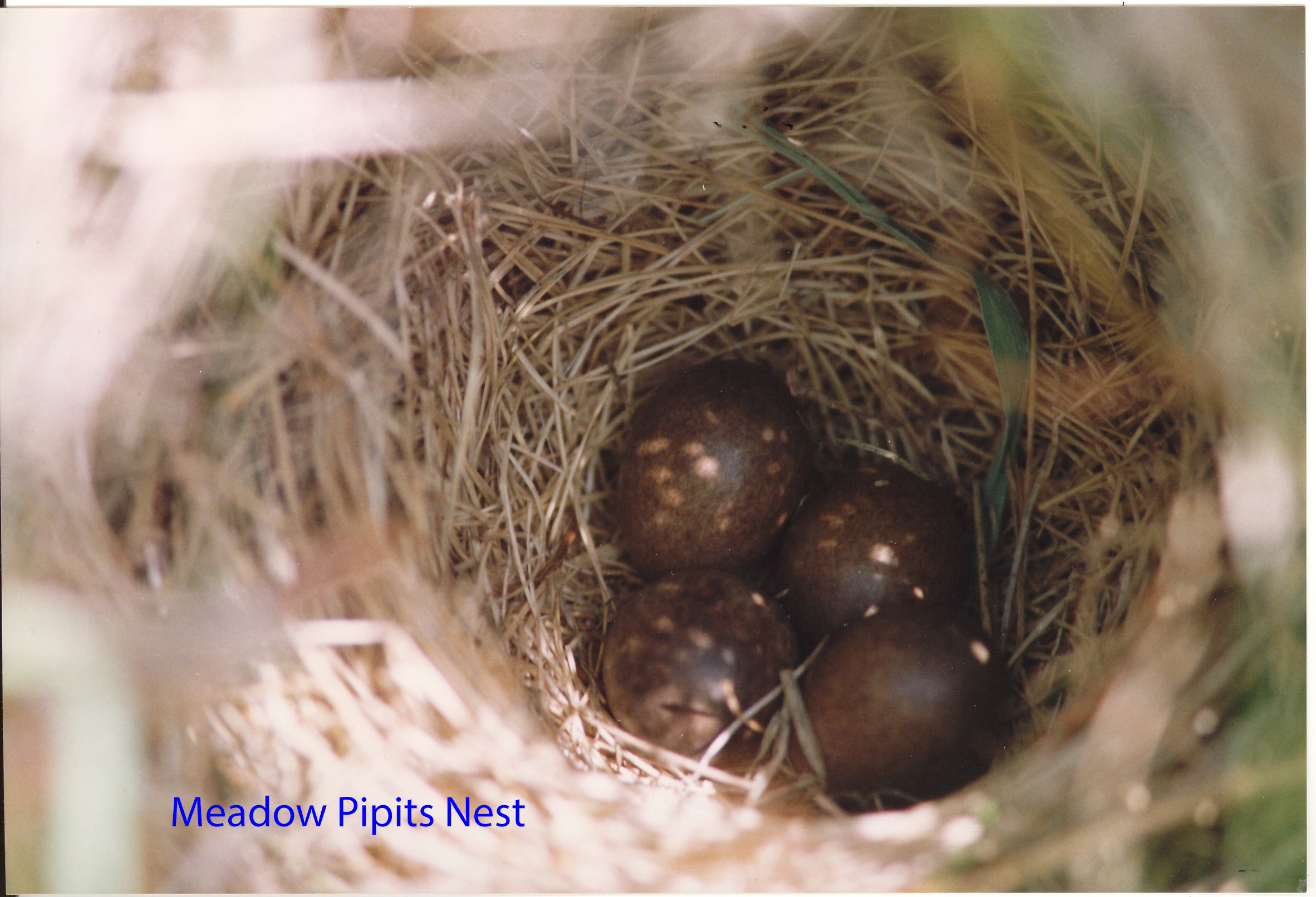 meadow-pipets-nest-1-476d8161502c86f13b403a2ce431181e5d2d3588