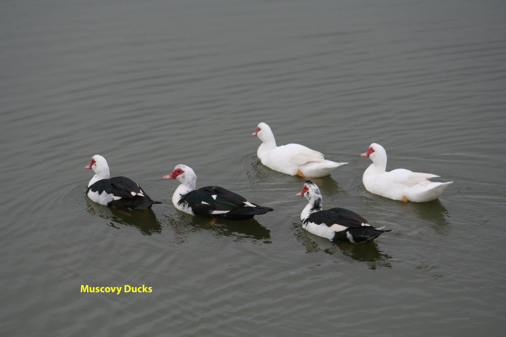 muscovy-ducks-on-fishing-pond-2009-1-a03c1a66d01db0ed75b7c73cbad706a8185085e3