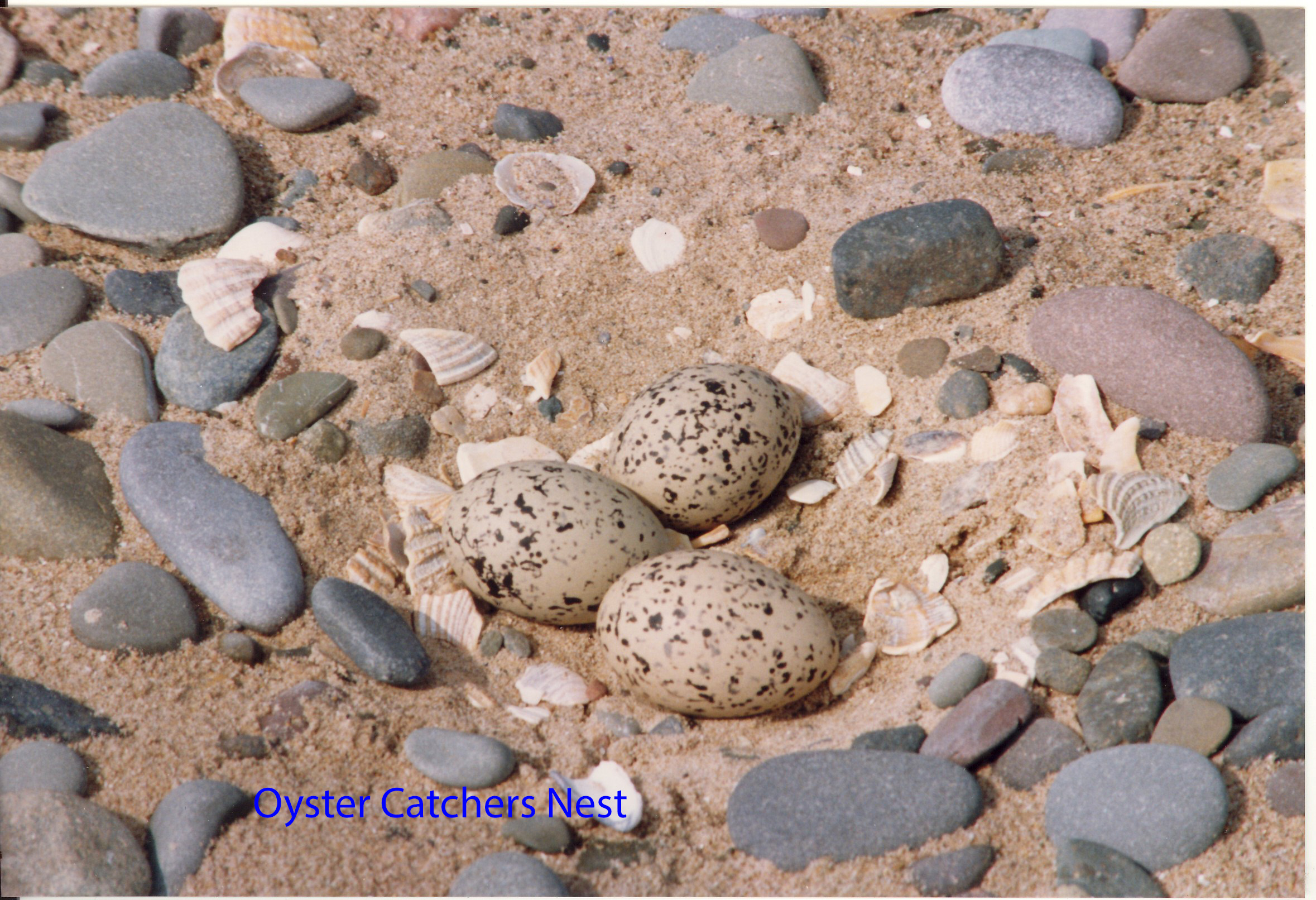 oyster-catcher-nest-1-f5925b52b2cc69a289600376d9ff7871ae316502