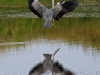 001-heron-and-reflection-1-1-60d751ab3161470a362d12b5733fa6a28e5d9019