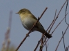 023-willow-warbler