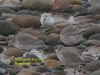 037-knot-and-sanderling-1-1-1498f072be4d7768090438abe00454dffd1a021d