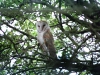 barn-owl-walney