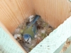 bird-box-no-4-blue-tit-on-eggs