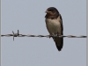 eos-7d-180163-33328eb585209a647aa9cc474ef5a336f3774a6c