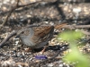 hedge-sparrow-under-feeders-april-2010-11-581f0e40a2d4e6b871e95618e254e2e98a03150c