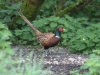 male-pheasant-under-feeders-2-513a8f4e779fda122938771ec2024e3f3d4ad9fa