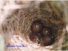 meadow-pipets-nest-1-476d8161502c86f13b403a2ce431181e5d2d3588