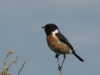 stonechat-walney