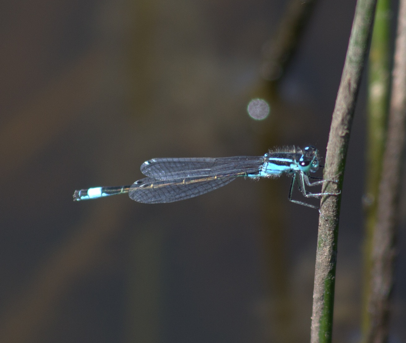 036-blue-tailed-damselfly-male