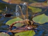 044-brown-hawker-laying-eggs