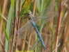 emperor-dragonfly-mill-lane-pond-1-886437248ca81079924ee72f5d5f61153af08b68