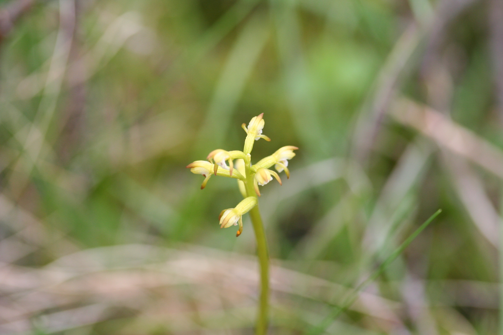coral-root-orchid-3