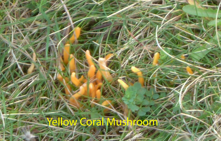 p1010047-yellow-coral-mushroom-1-1-6ec36e0417d6b05c8f8563f8d9d33d6cc0006a67