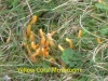 p1010047-yellow-coral-mushroom-1-1-6ec36e0417d6b05c8f8563f8d9d33d6cc0006a67