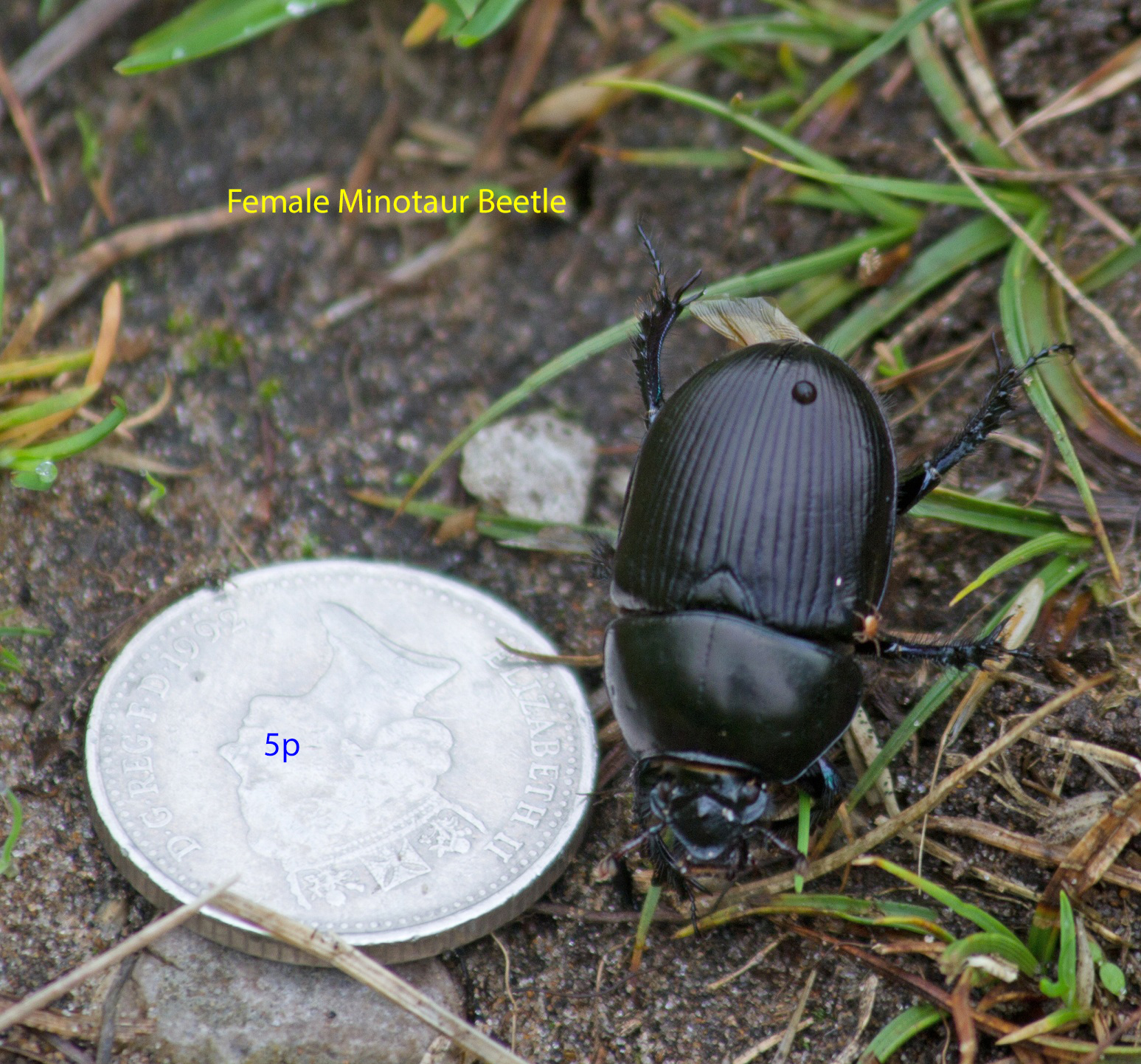 003-female-minotaur-beetle1-1-1ed31b60cf0b0d0da17ba295bafcc880a961fb59