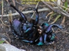 004-overturned-female-minotaur-beetle-1-2-7f2e75f6d042d8b6ef6b141331009481b12580ce