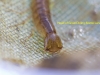 009-head-ofgreat-diving-beetle-larvae-1-2-30e8102f3c42acdb27185d9520945cdf34894c23