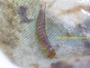 010-great-diving-beetle-larvae-1-1-15578c9ada7a572d298d06952779de2622542c36