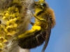 013-honey-bee-with-pollen-1-1-0fb35c11472491b6b6e76fdacdc24b012505b764