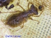 017-dragonfly-larvae-1-1-b966e98e63c427acbafa91f7997aa1756a9d48a0