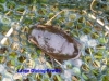 128-large-diving-beetle-1-1-copy-67e4448b9f7036eb50f1778dd81797a7102d5de5