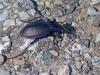 bloody-nosed-beetle