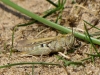 field-grasshopper-chorthippus-brunneus-walney