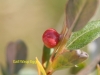 gall-wasp-egg-on-ground-willow-2-copy-2bfde290fb76931efaf84ccc86fe90297bc25d77