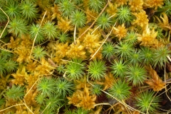 Mosses-Ferns-Lichens-Grasses