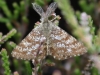 common-heath-moth-male-a15ea94727f764daac019cb958bfc059226c91d1