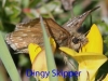 dingy-skipper-28-may-2010-1-2257f93258f027996652a2e0e3dd7a9771a9e860