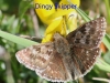 dingy-skipper-28-may-2010-4-1-c7a132cb9ec3a19142d0a048e7875f08a30b6100