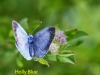 holly-blue-23-july-2009-long-pond-4-1-1600782eab2c0025952683e8e3350887d8eb8ae4