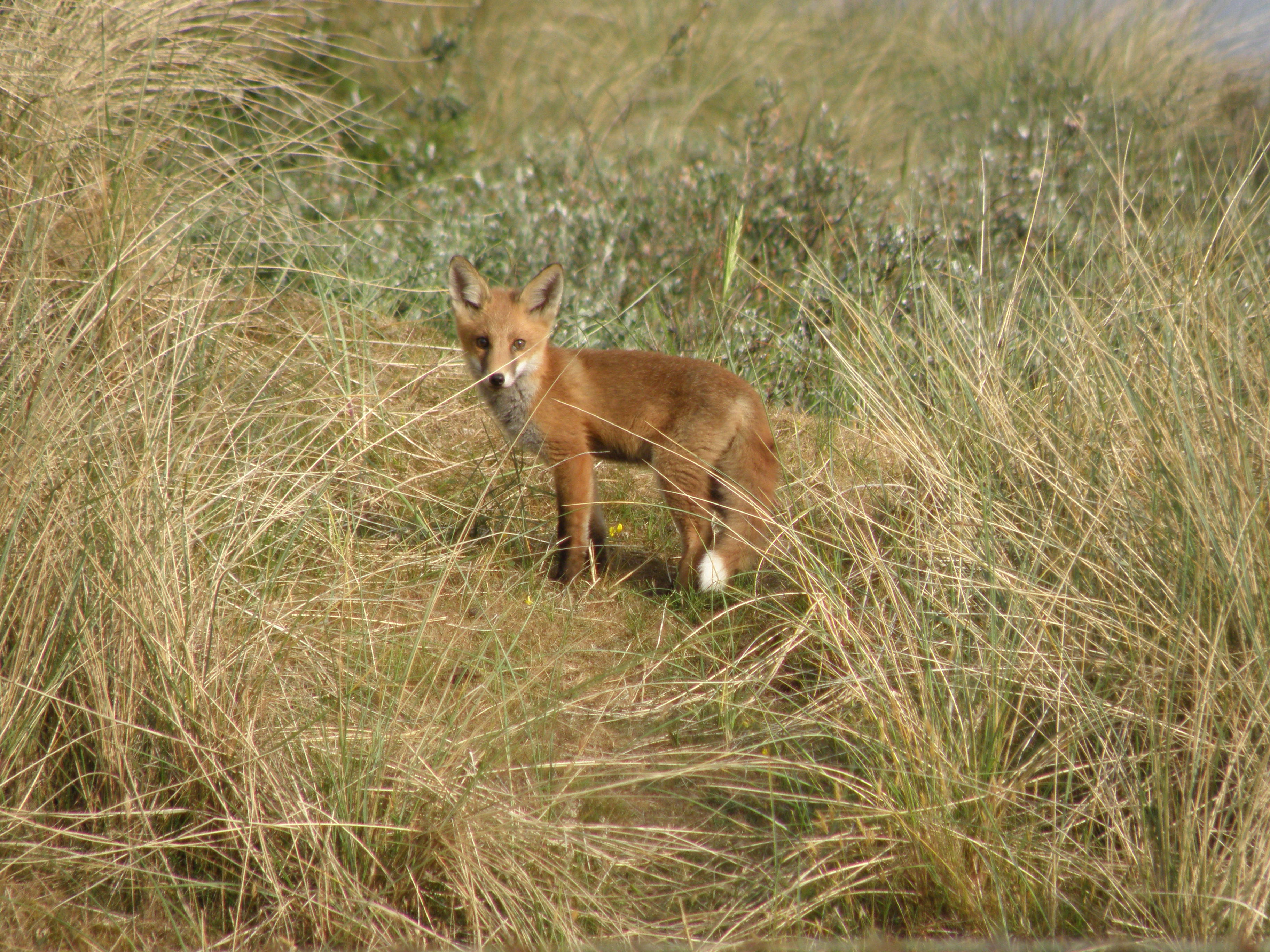 OLYMPUS DIGITAL CAMERA Walney Wildlife