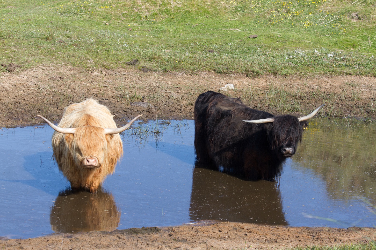 004 cows in pond 29 Walney Wildlife